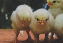 Nutritional Diarrhea in Poultry