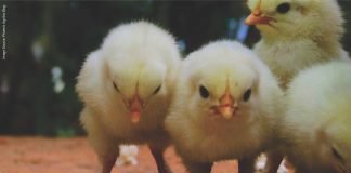 Nutritional Diarrhea in Poultry