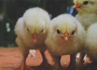Nutritional Diarrhea in Poultry