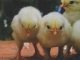 Nutritional Diarrhea in Poultry