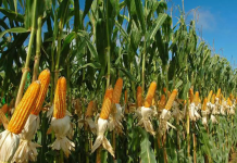 ICAR Hosts Field Day to Boost Maize Production for Ethanol and Poultry Feed