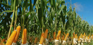 ICAR Hosts Field Day to Boost Maize Production for Ethanol and Poultry Feed