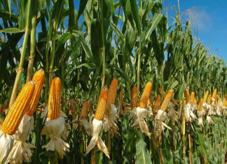 ICAR Hosts Field Day to Boost Maize Production for Ethanol and Poultry Feed