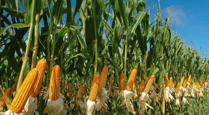 ICAR Hosts Field Day to Boost Maize Production for Ethanol and Poultry Feed