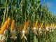 ICAR Hosts Field Day to Boost Maize Production for Ethanol and Poultry Feed