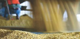 Rice Distiller’s Dried Grains with Soluble (rDDGS): Current Perspective and Nutritional Profile