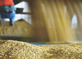 Rice Distiller’s Dried Grains with Soluble (rDDGS): Current Perspective and Nutritional Profile