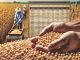 India’s Soybean Meal Exports Rise 16% to 2.1 Million Tons