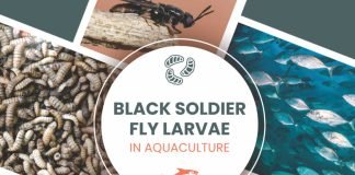 CMFRI Develops Green Fish Feed Solution Utilizing Black Soldier Fly Larvae