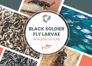 CMFRI Develops Green Fish Feed Solution Utilizing Black Soldier Fly Larvae