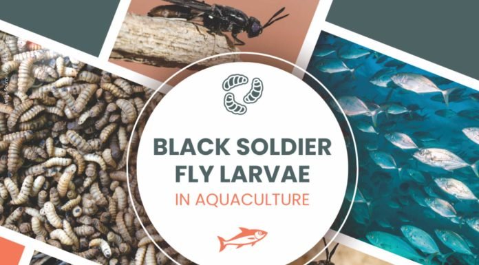 CMFRI Develops Green Fish Feed Solution Utilizing Black Soldier Fly Larvae