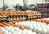 Egg Prices Surge Amid Winter Demand and Rising Exports
