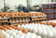 Egg Prices Surge Amid Winter Demand and Rising Exports