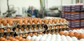Egg Prices Surge Amid Winter Demand and Rising Exports
