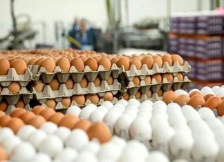 Egg Prices Surge Amid Winter Demand and Rising Exports