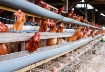 APMC License Not Required for Poultry Farms Buying Foodgrains, Says Karnataka High Court