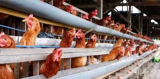 APMC License Not Required for Poultry Farms Buying Foodgrains, Says Karnataka High Court
