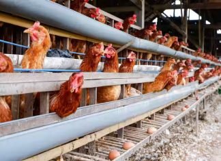 APMC License Not Required for Poultry Farms Buying Foodgrains, Says Karnataka High Court
