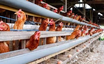 APMC License Not Required for Poultry Farms Buying Foodgrains, Says Karnataka High Court