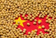 China Faces Challenges in Increasing Soybean Production