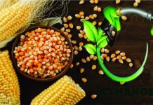 Ethanol Producers Projected to Need 11.3 Million Tonnes of Maize This Year