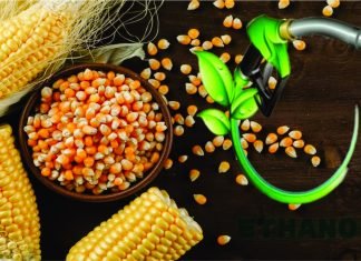 Ethanol Producers Projected to Need 11.3 Million Tonnes of Maize This Year