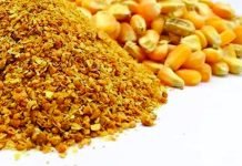 Maize Research Institute Seeks Funding to Address Aflatoxin Levels in DDGS
