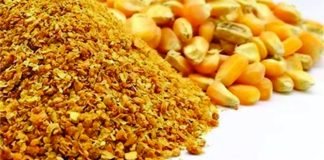 Maize Research Institute Seeks Funding to Address Aflatoxin Levels in DDGS