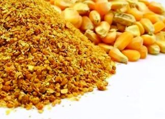Maize Research Institute Seeks Funding to Address Aflatoxin Levels in DDGS