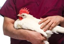 Innovative Strategies Needed to Manage IBD in Poultry