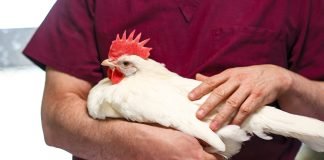 Innovative Strategies Needed to Manage IBD in Poultry