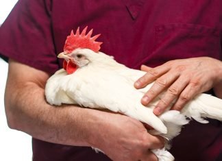 Innovative Strategies Needed to Manage IBD in Poultry