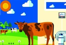 Dairy Farm Economics in India