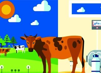 Dairy Farm Economics in India
