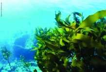 Seaweed-Infused Feed Supplement to Reduce Cattle Methane Emissions