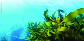 Seaweed-Infused Feed Supplement to Reduce Cattle Methane Emissions