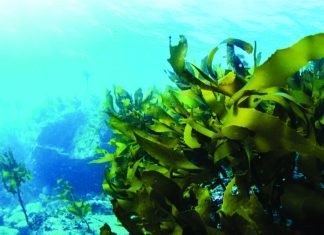 Seaweed-Infused Feed Supplement to Reduce Cattle Methane Emissions