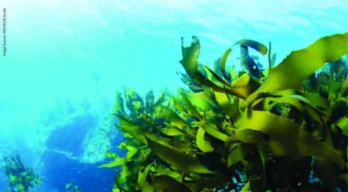 Seaweed-Infused Feed Supplement to Reduce Cattle Methane Emissions