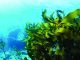 Seaweed-Infused Feed Supplement to Reduce Cattle Methane Emissions