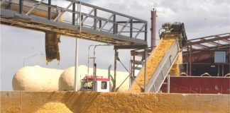 India’s DDGS Exports Surge, But Price Decline Remains a Concern