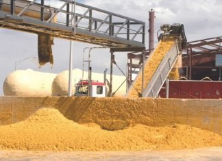India’s DDGS Exports Surge, But Price Decline Remains a Concern