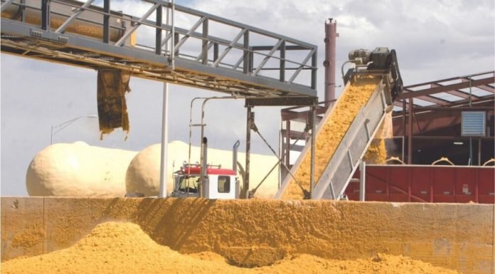 India’s DDGS Exports Surge, But Price Decline Remains a Concern