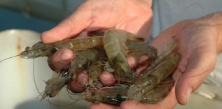 GITAM University Offers R&D Support to Shrimp Farmers for Sustainable Aquaculture