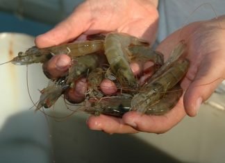 GITAM University Offers R&D Support to Shrimp Farmers for Sustainable Aquaculture