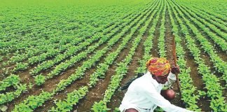Centre Extends Soybean Procurement Deadline for Maharashtra, Rajasthan, and Telangana Due to Shortfall in Targets