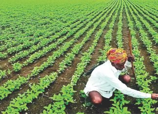 Centre Extends Soybean Procurement Deadline for Maharashtra, Rajasthan, and Telangana Due to Shortfall in Targets