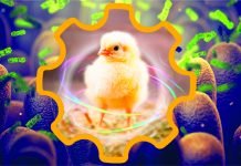 Poultry Intestinal Health: Are We Addressing the Right Areas?