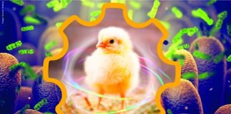 Poultry Intestinal Health: Are We Addressing the Right Areas?