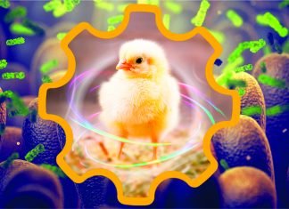 Poultry Intestinal Health: Are We Addressing the Right Areas?