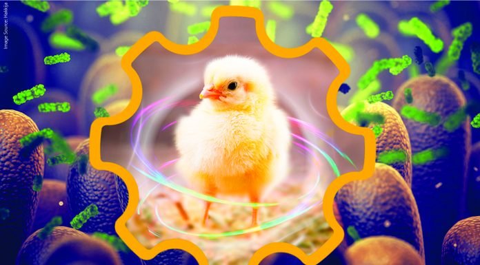 Poultry Intestinal Health: Are We Addressing the Right Areas?